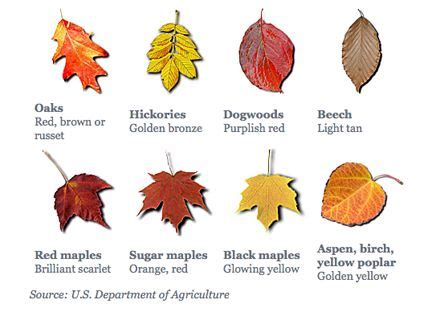 fall leaf color chart | school | Pinterest