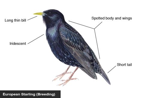 European Starling identification diagram | Bird Academy • The Cornell Lab