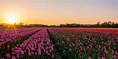 A beautiful field of tulips in Holland, Netherlands! : r/pics