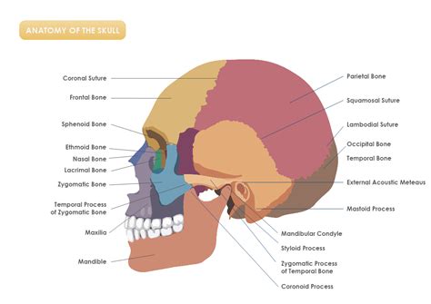 Anatomy of the Skull Template | MyDraw