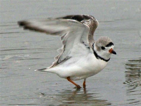 The Future of Birds: The Piping Plover on migration - part 1