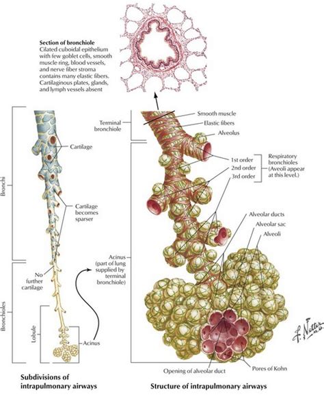 structure of the normal lungs | Basicmedical Key