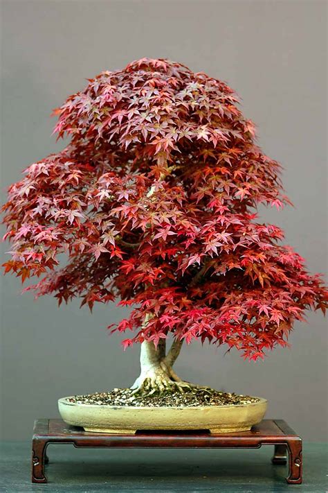 How to Grow a Japanese Maple Bonsai | Gardener’s Path