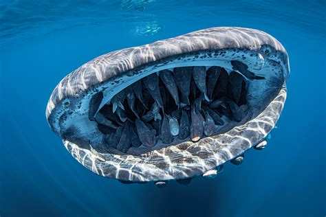 Whale shark with 50 remoras in her mouth wins Scuba Diving Magazine's ...