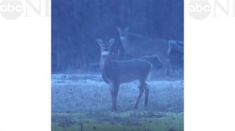 Deer enjoy one of the first snow days of the year in their graze lands ...