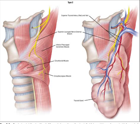 Figure 2 from Superior laryngeal nerve identification and preservation in thyroidectomy ...