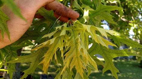 Tree Leaves With Chlorosis