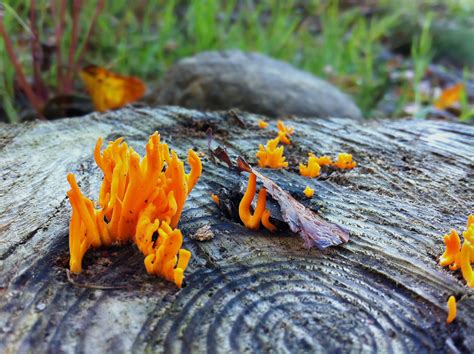 Orange Moss on Black Wood · Free Stock Photo