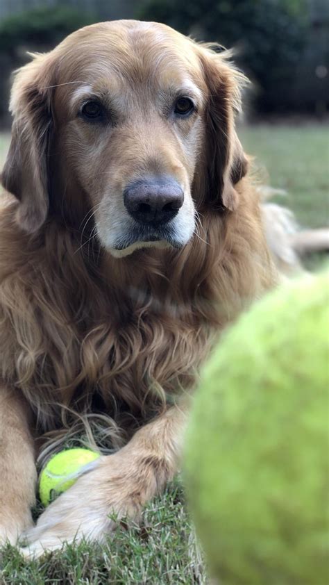 Ball is life #goldenretriever | Golden retriever, Dogs golden retriever ...