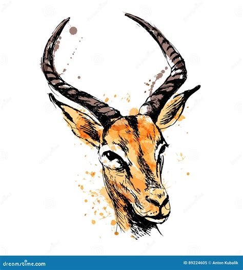 Colored Hand Sketch Antelope Head Stock Vector - Illustration of linear, black: 89224605