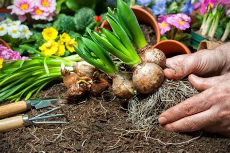 How you should treat the bulbs of the spring flowers after blooming