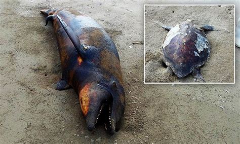 Dead sea animals killed by mystery illness wash up on Mexican beach | Daily Mail Online