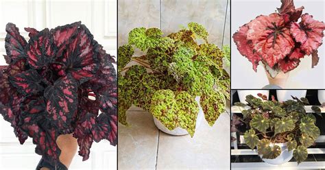 30 Stunning Types of Rex Begonia Varieties | Balcony Garden Web