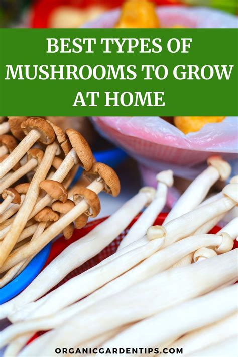 Types of mushrooms to grow at home – Artofit