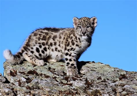 Playful Leopard Cub Learns to Jump Just Like a Total Pro - PetHelpful