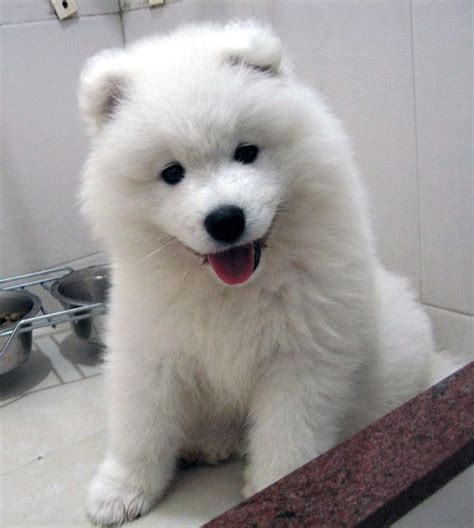 Samyoed Puppy | Animals | Samoyed dogs, Miniature dogs, Dogs, puppies