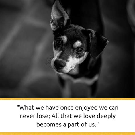 30 Powerful Quotes About Losing a Dog & Dealing With Grief - Puppy Leaks