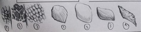 Dragon How To Draw Scales