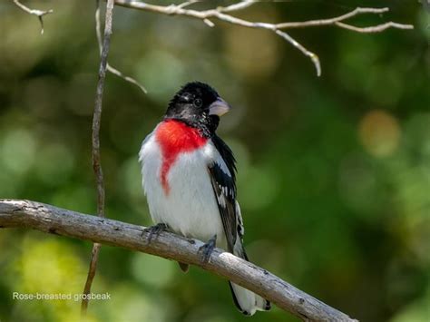 Cape May Bird Observatory (Cape May Point) - 2021 All You Need to Know BEFORE You Go (with ...