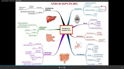 Arriba 100+ imagen mapa mental del sistema circulatorio humano ...