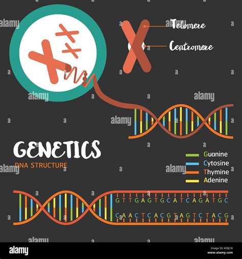 Human chromosomes hi-res stock photography and images - Alamy