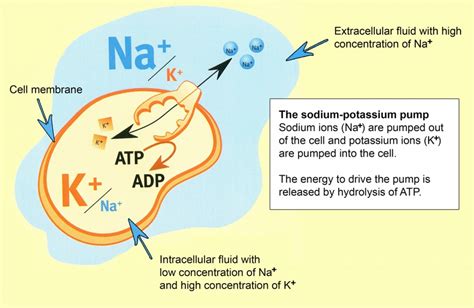 During exercise, potassium ions accumulate in the fluid that surrounds ...