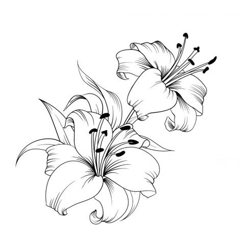 two lilies on a white background in black and white, hand - drawn ...