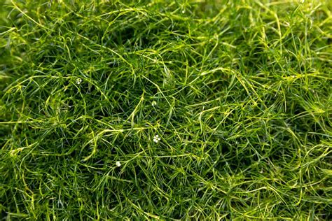 How to Grow and Care for Irish Moss