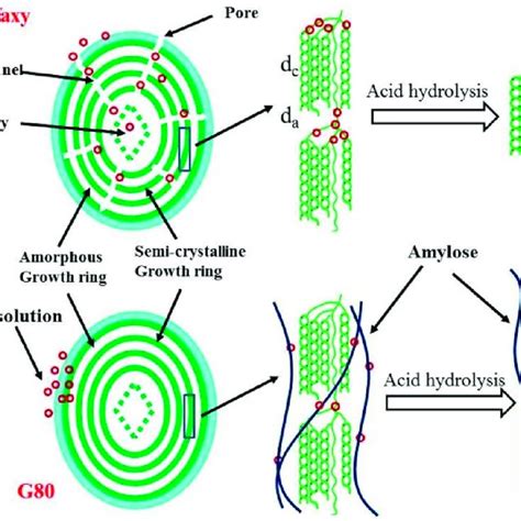 The mechanism of the acid hydrolysis of starch "Reprinted/adapted with ...