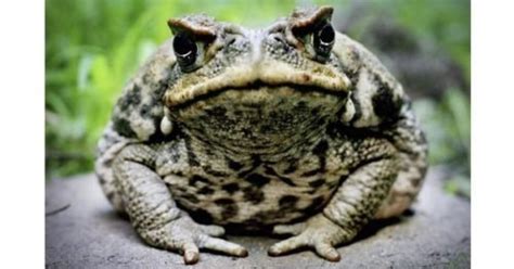 Cane toad v cane toad: poison used against itself - Australian Geographic