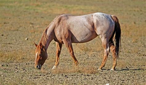 Roan Horses - Colors, Genetics & Breeds - Helpful Horse Hints