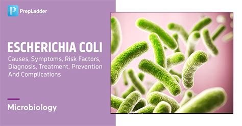 Escherichia Coli: Causes, Symptoms, Risk Factors, Diagnosis, Treatment ...