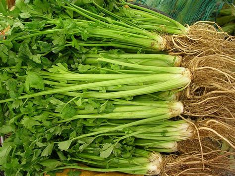 How to Grow Celery From Seed | Growing celery, Celery, Celery seed