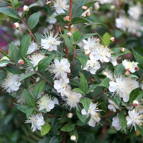 Myrtus communis common myrtle Evergreen shrub with white, fluffy flowers. In mid to late summer ...