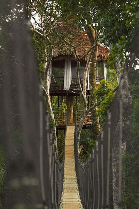 Treehouse Lodge | Bungalows dans les arbres en forêt amazonienne ...