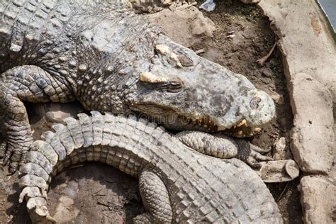 Crocodiles Resting at Samut Prakan Crocodile Farm and Zoo, Thailand. Stock Photo - Image of ...