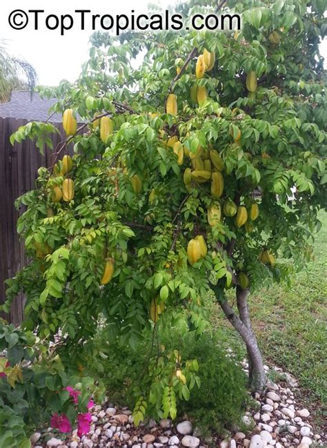 1021 Starfruit Tree Kari, Grafted (Averrhoa Carambola ...