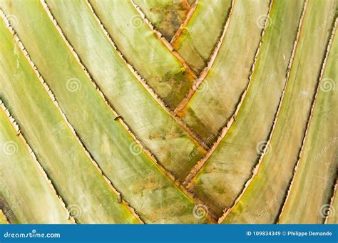 Madagascar Palm Leaf Background In A Tropical Garden In Nairobi Royalty-Free Stock Photography ...