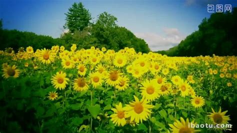 4K HD Sunflower Nature Party Background Video Video MP4 Template Free Download - Pikbest