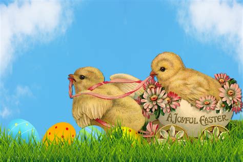 Easter Chicks Free Stock Photo - Public Domain Pictures