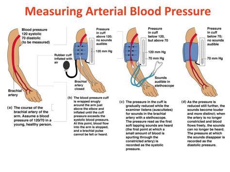 PPT - BLOOD VESSEL STRUCTURE, BLOOD PRESSURE AND SYSTEMIC VESSELS ...