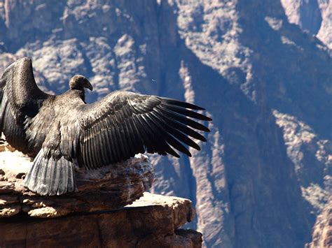 grand canyon condor | john | Flickr