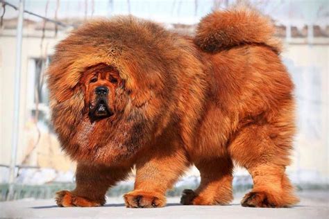 Tibetan Mastiff – the most expensive dog in the world | DinoAnimals.com