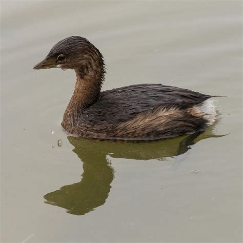 Pied-billed Grebe Photograph by Jurgen Lorenzen | Fine Art America