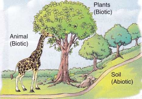 ⛔ What is biotic components. Examples of Biotic Factors: 3 Types. 2022-11-07