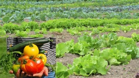 Organic Vegetable Gardening Information | Agri Farming