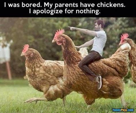 Image result for happy birthday chickens images | Writing pictures ...