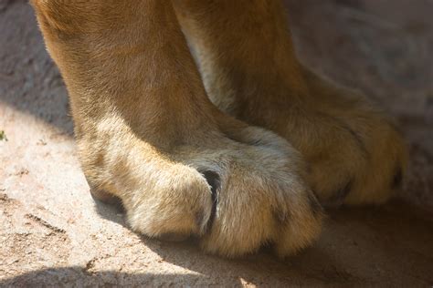 Lion Paws | Taylor Davis | Flickr