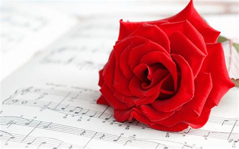 Wallpaper Red rose, music, book 2560x1600 HD Picture, Image