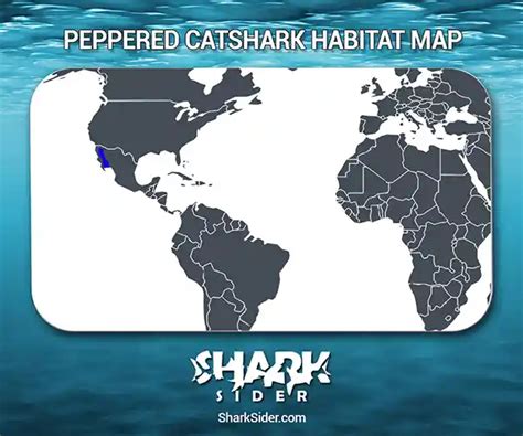 Peppered Catshark – Facts, Size, Behavior, Diet, Pictures
